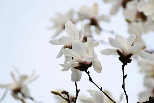 Witte magnolia silhuette — Stockfoto