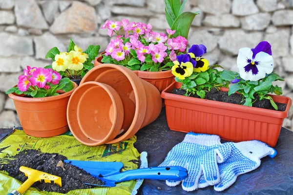 Växande blommor — Stockfoto