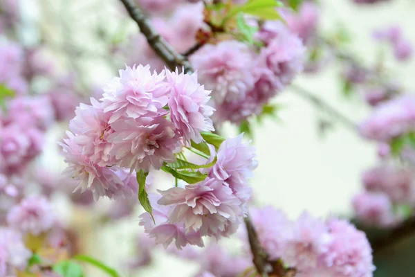 樱花樱花盛开 — 图库照片