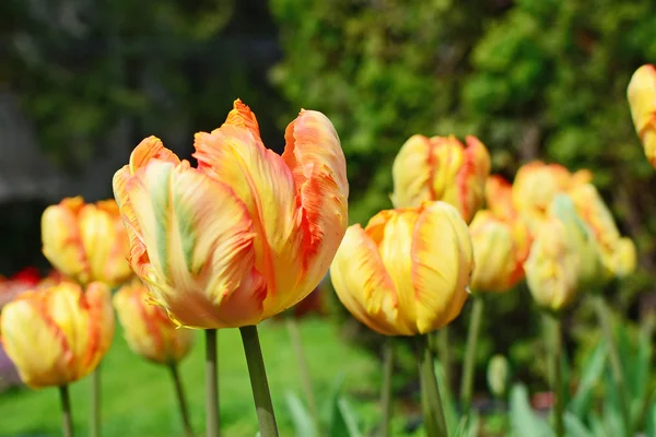 Gele papegaai tulip close-up — Stockfoto