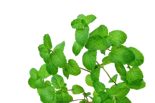 Mint leaves — Stock Photo, Image