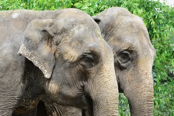 Cabezas de elefante - perfil — Foto de Stock