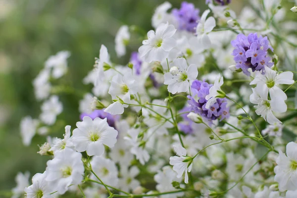 Flores da respiração do bebê e lavanda — Fotografia de Stock