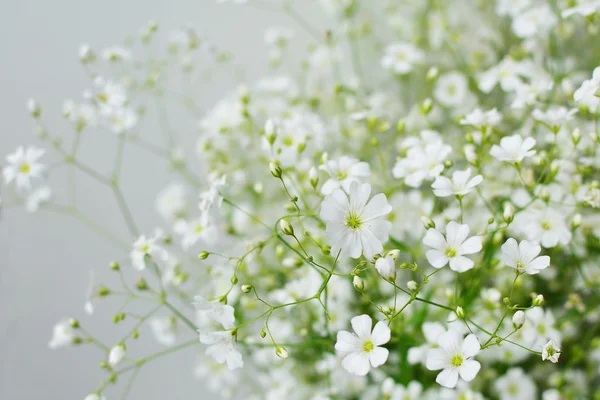 Baby 's breath flowers — стоковое фото