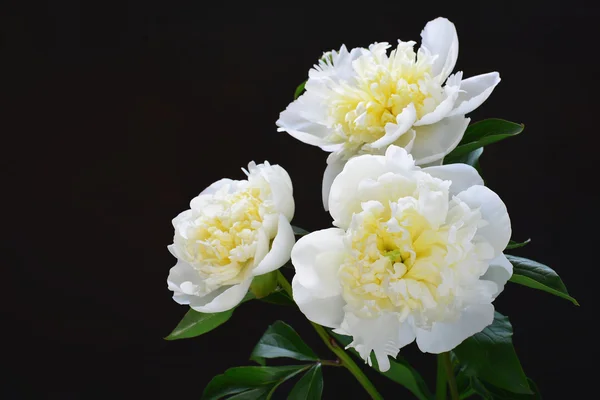 Peonia bianca — Foto Stock