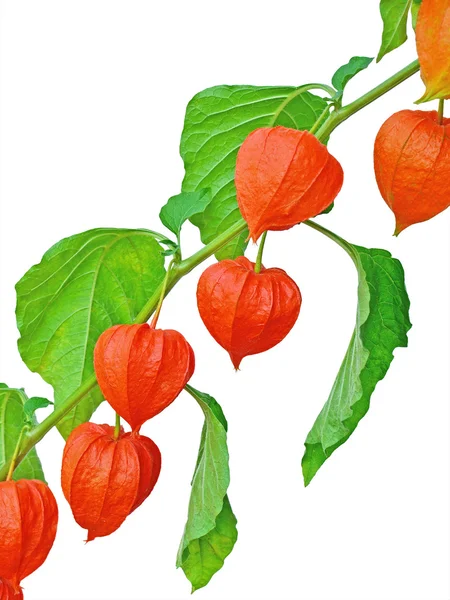 Ramo de frutas de lanterna chinesa — Fotografia de Stock