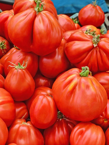 Tomates fraîches de jardin — Photo