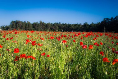 Tarlada güzel kırmızı gelincik çiçekleri