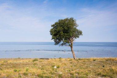 Deniz kıyısının güzel manzarası