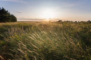 Tarlada güzel bir gün batımı
