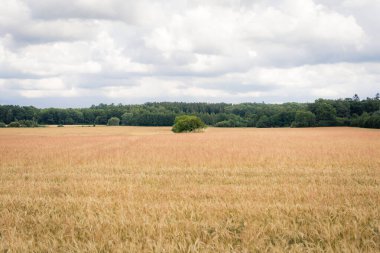 Kırsalda buğday tarlası