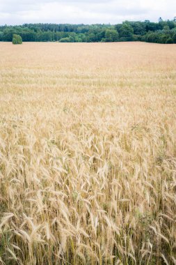 Yazın buğday tarlası