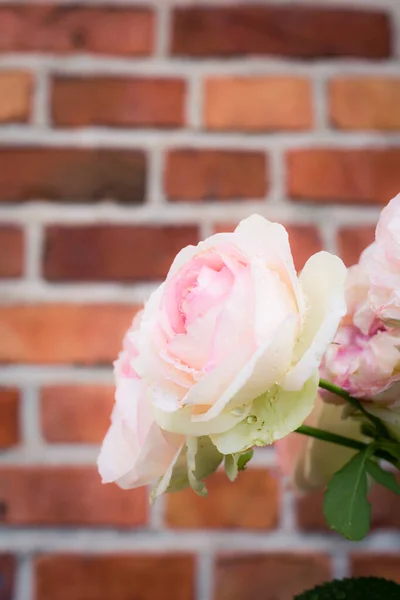 Schöne Rosa Rosen Auf Backsteinmauer Hintergrund — Stockfoto