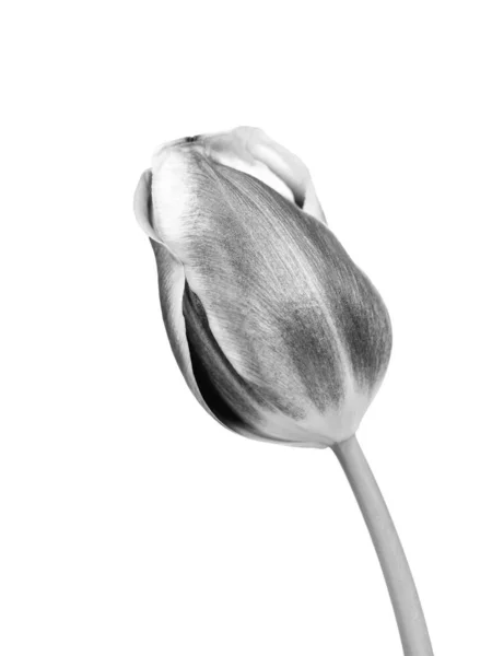 Hermosa Flor Tulipán Aislado Sobre Fondo Blanco — Foto de Stock