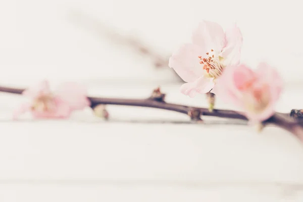 Bela Flor Orquídea Rosa Fundo Branco — Fotografia de Stock