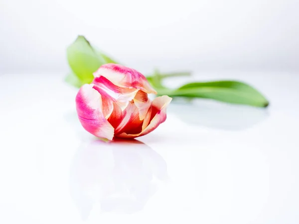 Mehrfarbige Tulpe Auf Weißem Hintergrund Mit Kopierraum — Stockfoto