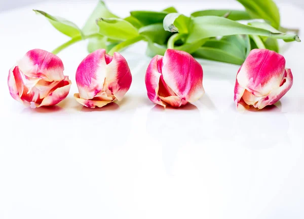 Vier Veelkleurige Tulpen Witte Achtergrond Met Kopieerruimte — Stockfoto