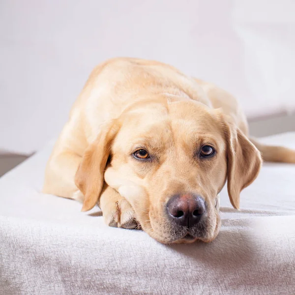 Śliczny Beżowy Labrador Pies Myśliwski Ustanawiające Studio Patrząc Kamerę Spokojny — Zdjęcie stockowe