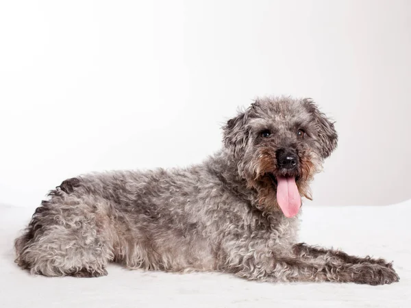 Een Oude Grijze Hond Geïsoleerd Wit — Stockfoto