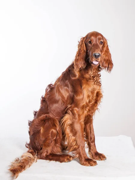 Ierse Setter Hond Geïsoleerd Studio Witte Achtergrond — Stockfoto