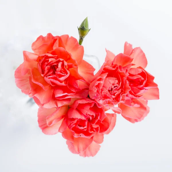 Nahaufnahme Von Schönen Blühenden Herzförmigen Roten Rosen Auf Weißem Hintergrund — Stockfoto