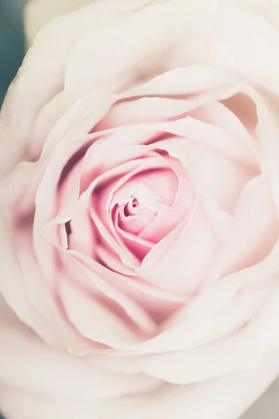 Belle Rose Rose Fleur Gros Plan Mise Point Sélective — Photo