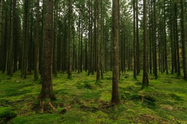 Sabah güzel bir orman