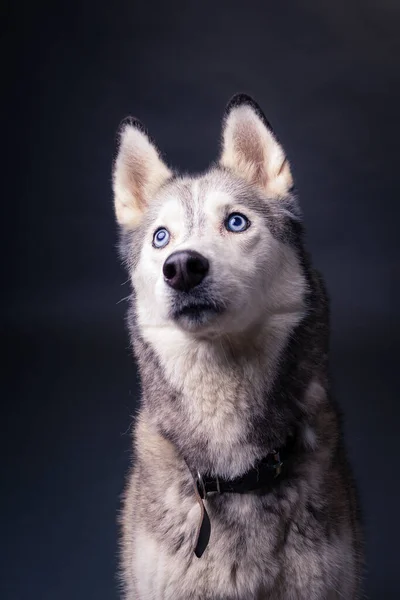 Portret Van Een Mooie Jonge Hond Zwarte Achtergrond — Stockfoto