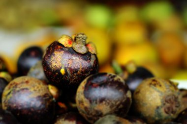 Tebak-tebak buah Manggis