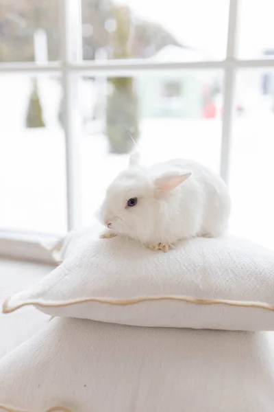 Coelho Fofo Branco Fofo Quarto Brilhante Sentado Travesseiros Uma Janela — Fotografia de Stock