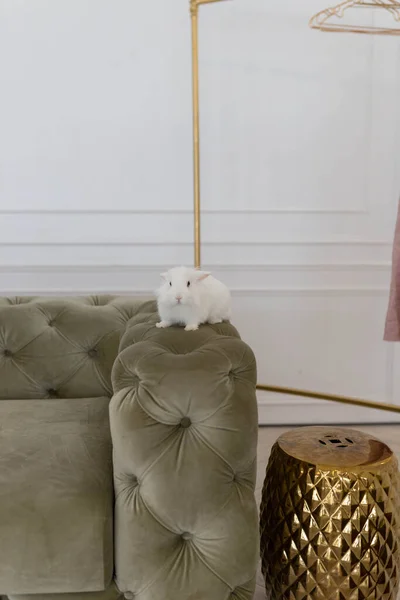 Blanco Conejo Lindo Esponjoso Una Habitación Luminosa Contra Telón Fondo — Foto de Stock