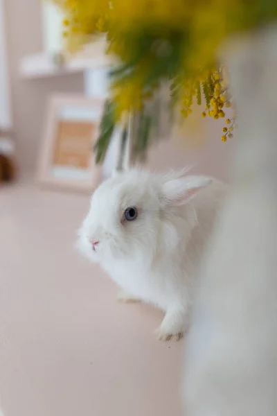 Wit Pluizig Schattig Konijn Een Lichte Kamer Boekenplank Gele Mimosa — Stockfoto