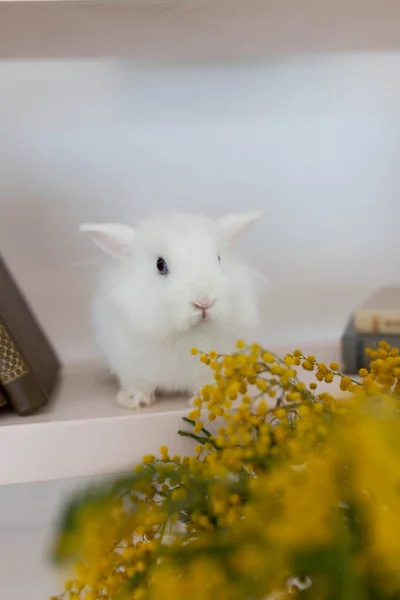 在明亮的房间里 白色绒毛可爱的兔子 黄色的山葵花 — 图库照片