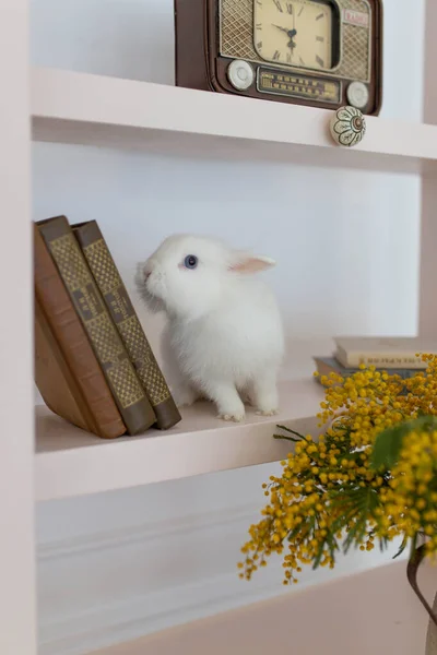 Weiße Flauschige Niedliche Kaninchen Einem Hellen Raum Bücherregal Gelbe Mimosen — Stockfoto