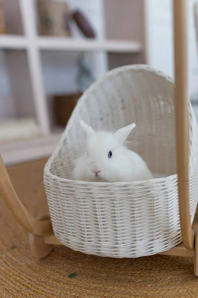 White Fluffy Cute Rabbit Bright Room White Basket Baby Stroller — Stock Photo, Image