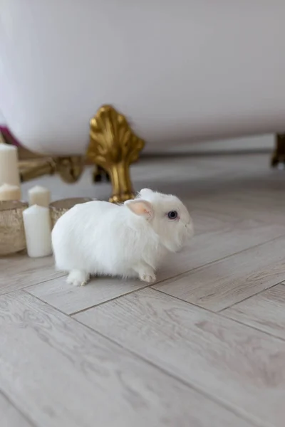 Fehér Bolyhos Aranyos Nyúl Egy Fényes Szobában Padlón Közel Fürdőkád — Stock Fotó