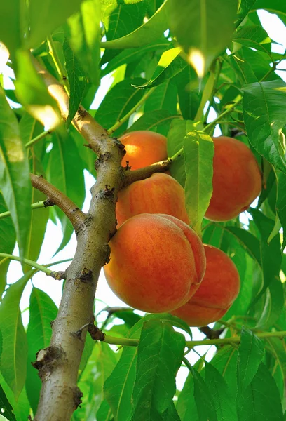 Twig of peach tree with fruit — Stock Photo, Image