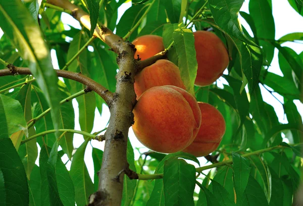 Peach tree with ripe fruit — Stock Photo, Image