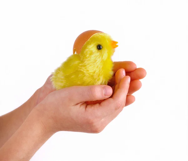 Easter - child holds a chicken in his hands — Stock Photo, Image