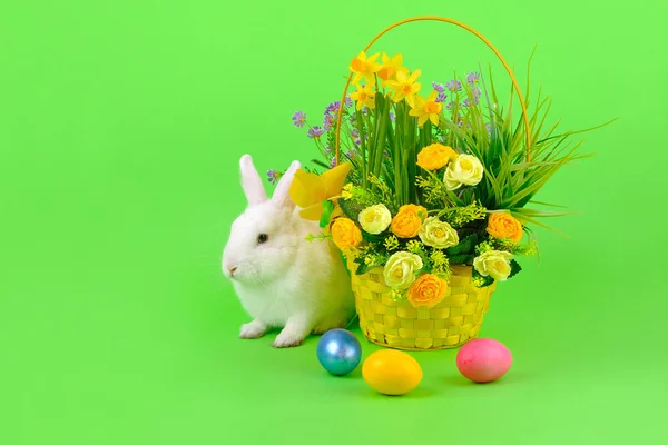 Easter - sweet white bunny on green — Stock Photo, Image