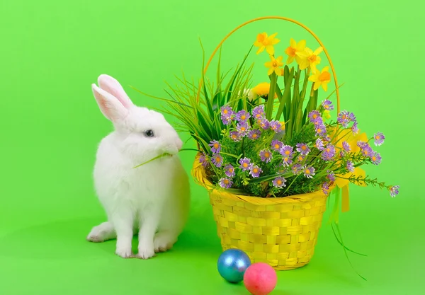 Witte bunny en bloemen op groen — Stockfoto