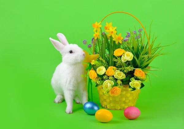 White bunny and basket of flowers on green — Stock Photo, Image