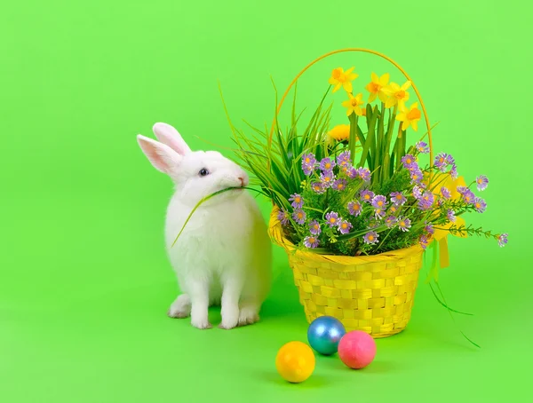 Coelho branco, ovos coloridos e flores em verde — Fotografia de Stock