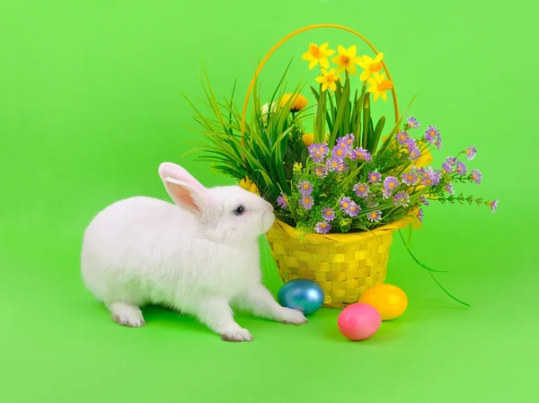 Flauschige weiße Hasen und Blumen auf grün — Stockfoto