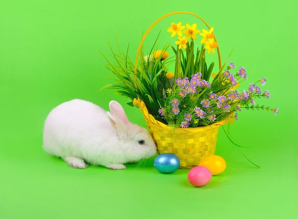 Fluffy bunny and flowers on green — Stock Photo, Image