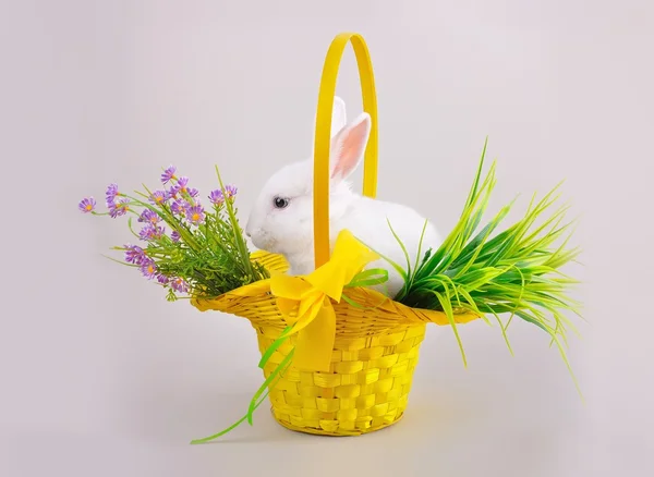 Flauschiges weißes Häschen in einem Korb mit Blumen — Stockfoto