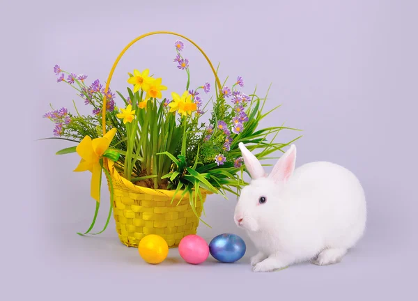 Coelho branco, cesta com flores e ovos coloridos — Fotografia de Stock