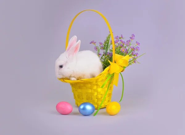 Coelho branco fofo em uma cesta com flores e ovos de Páscoa — Fotografia de Stock