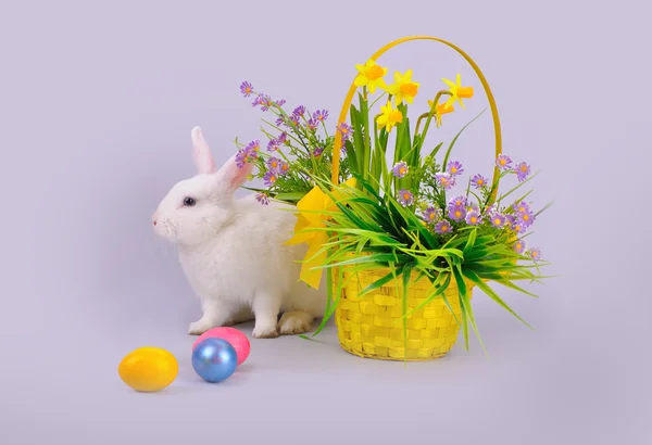 Белый кролик, корзина с цветами и пасхальные яйца Стоковое Фото