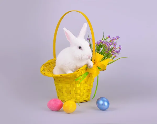Roztomilý bílý zajíček v košíku s květinami a velikonoční vajíčka Royalty Free Stock Obrázky